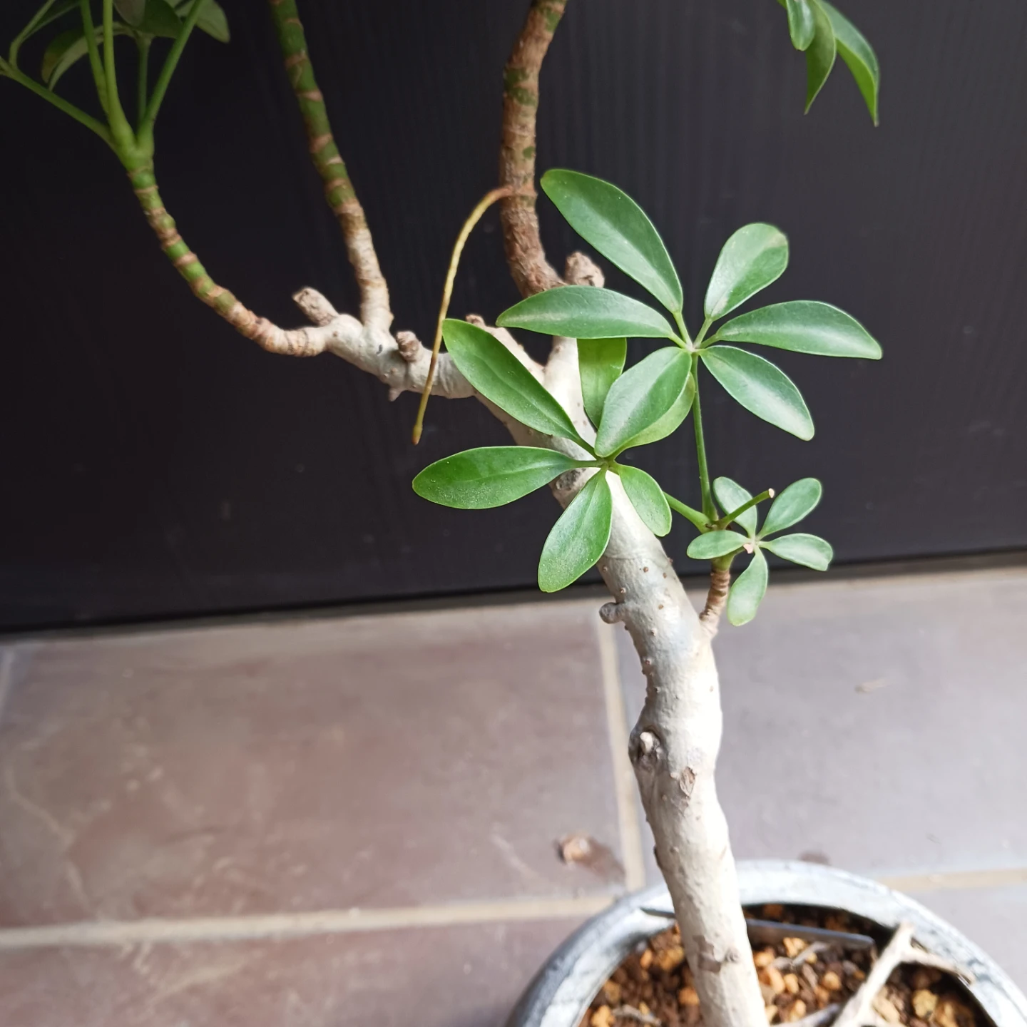シェフレラコンパクタ　5号相当　観葉植物の写真6枚目
