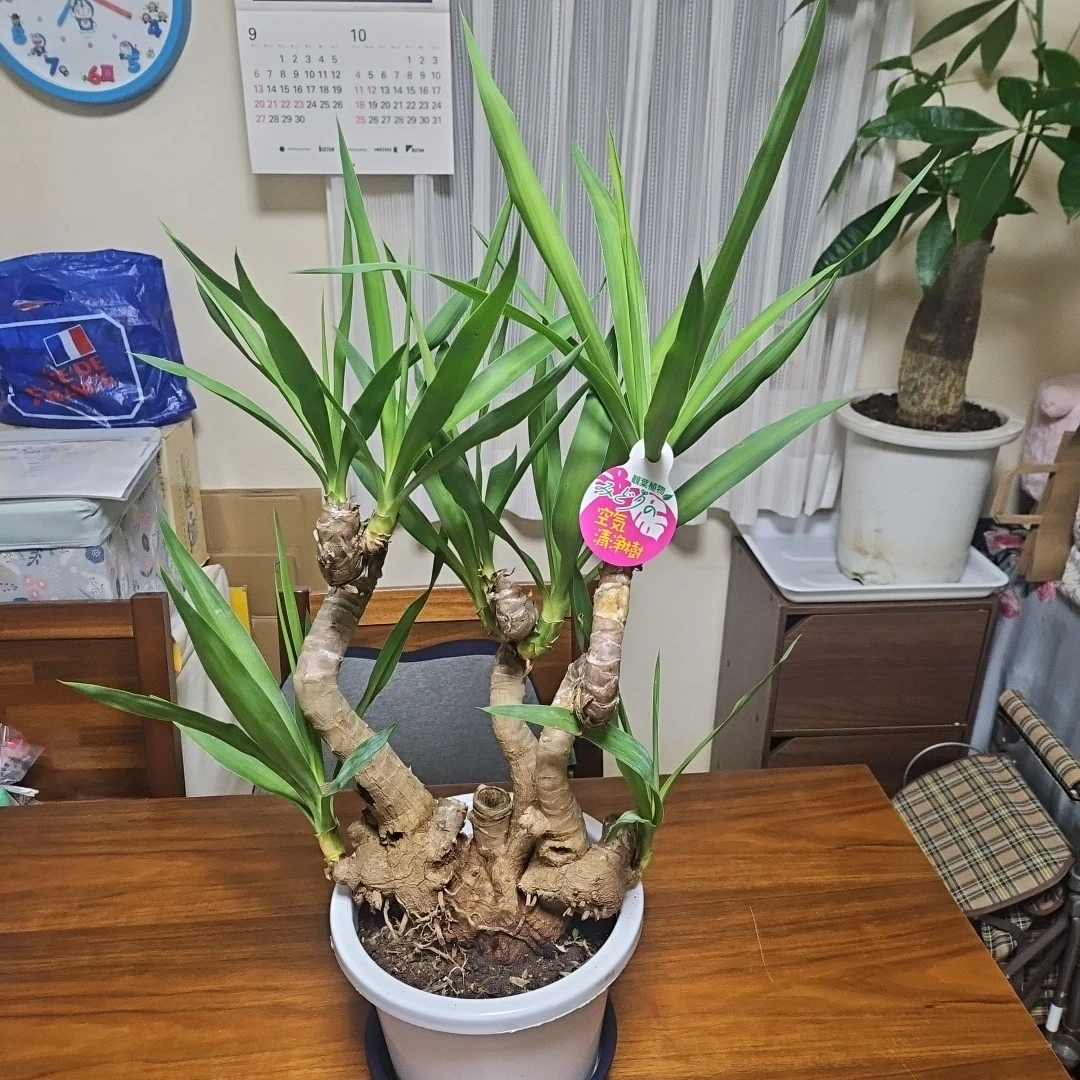 ◽観葉植物ユッカ◽空気清浄樹◽極太幹◽鉢付き