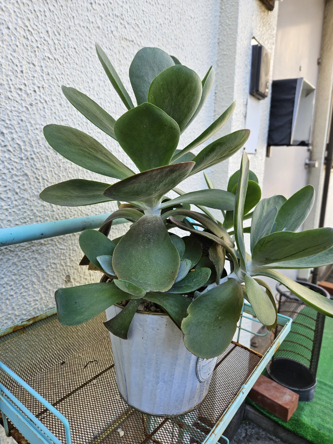 観葉植物 多肉植物 シャレな白鉢付き　デザートローズの写真3枚目