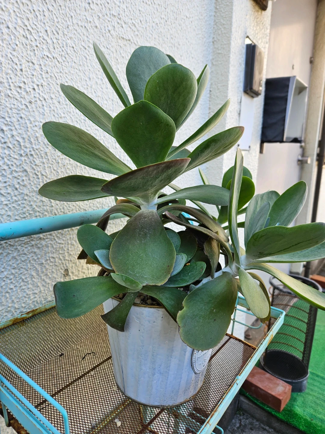 観葉植物 多肉植物 シャレな白鉢付き デザートローズの写真3枚目