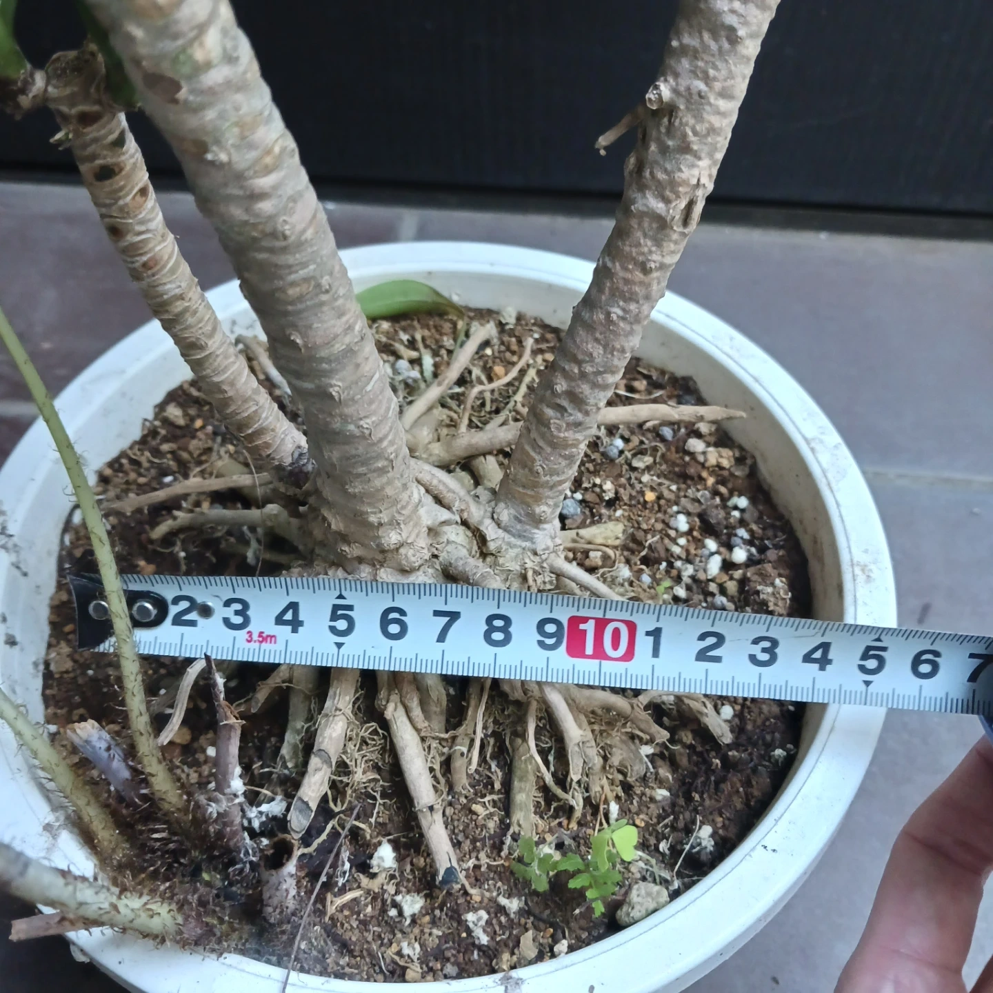 まとめ割り対象★ドラセナ コンパクタ 7号 観葉植物の写真10枚目