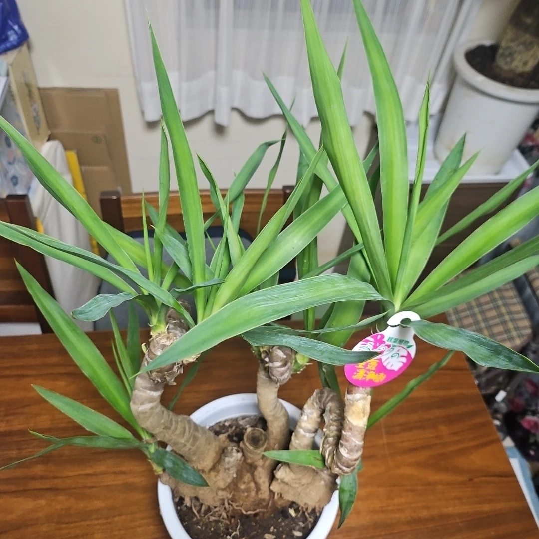 ◽観葉植物ユッカ◽空気清浄樹◽極太幹◽鉢付きの写真3枚目