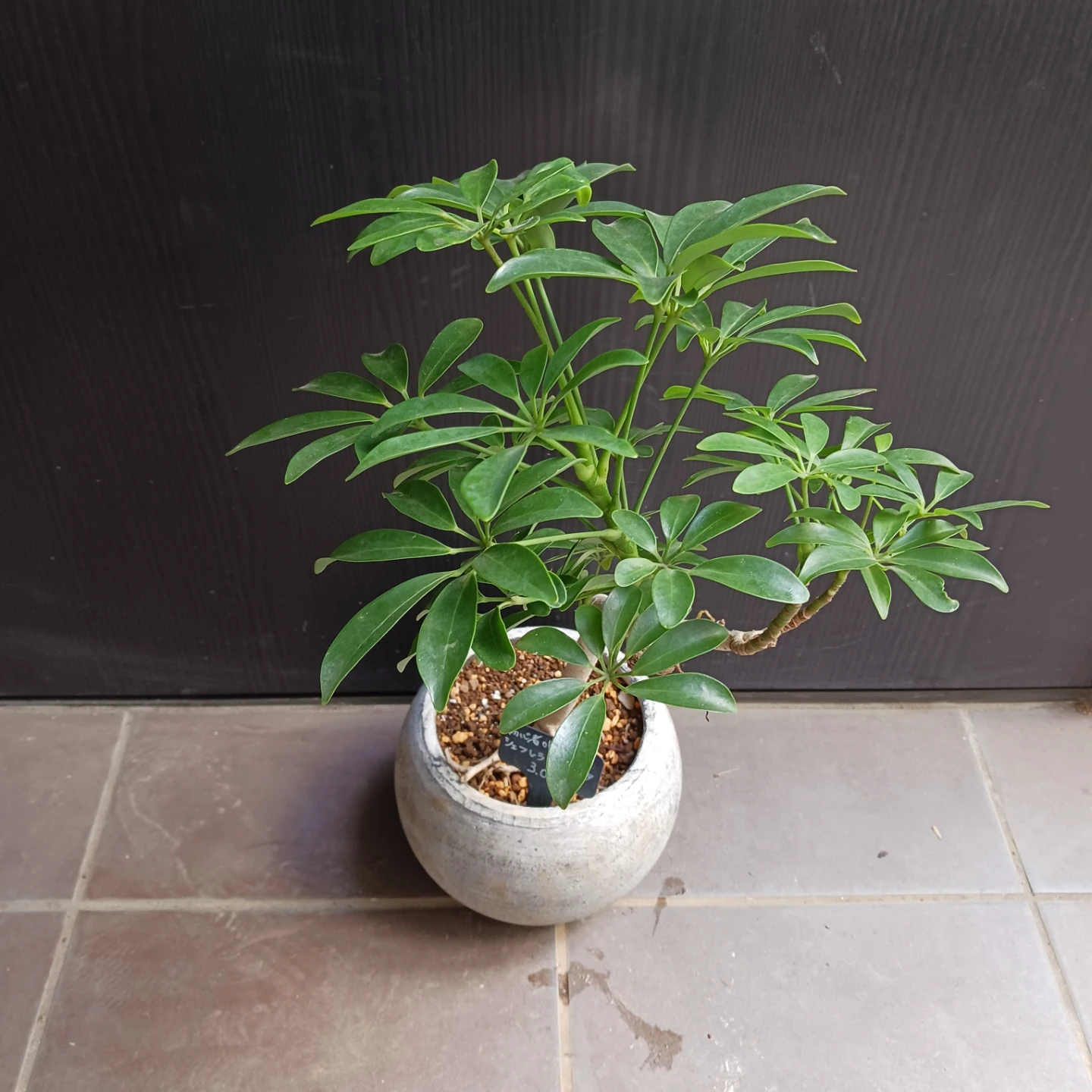シェフレラコンパクタ　5号相当　観葉植物の写真3枚目
