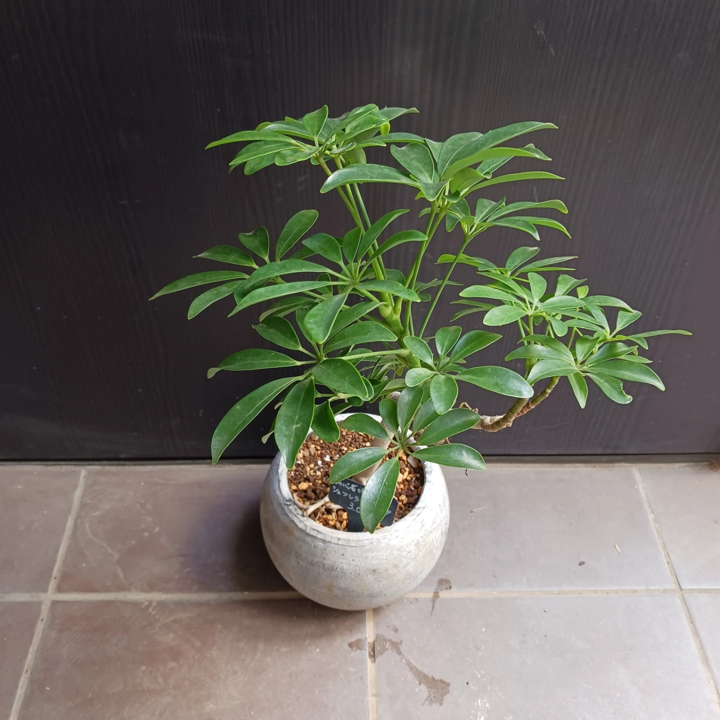 シェフレラコンパクタ 5号相当 観葉植物の写真3枚目