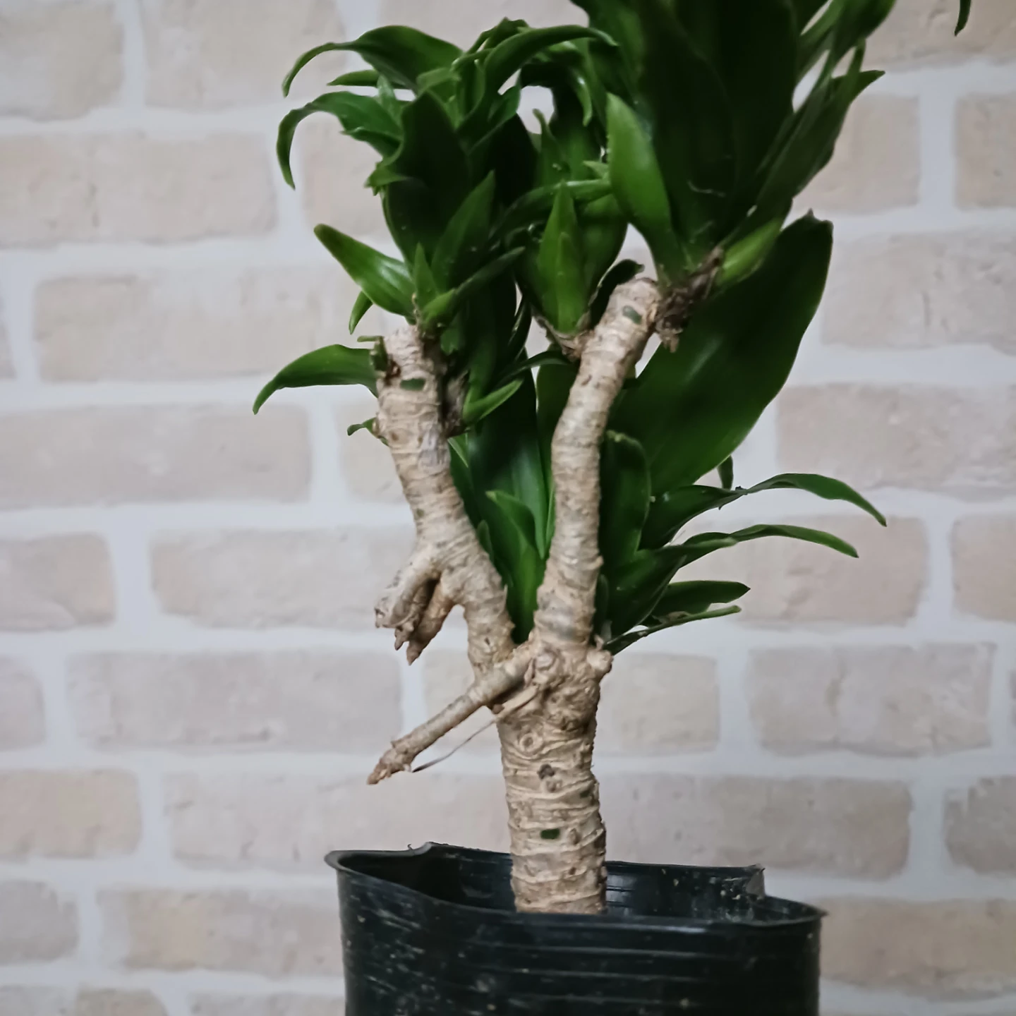 ドラセナコンパクタ　3号ポット苗　観葉植物の写真5枚目
