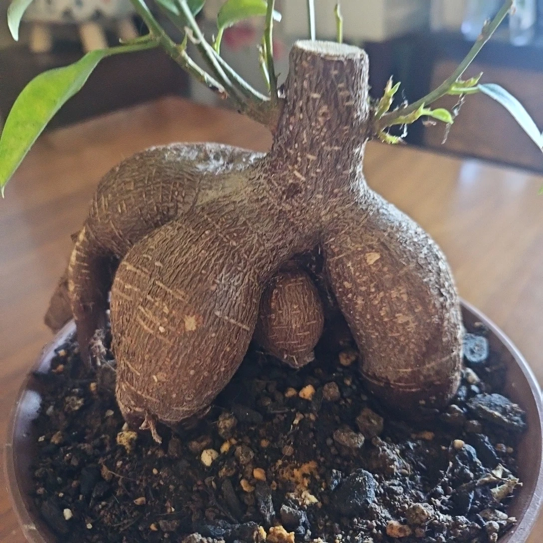 ◽ガジュマル◽観葉植物◽鉢植えの写真2枚目