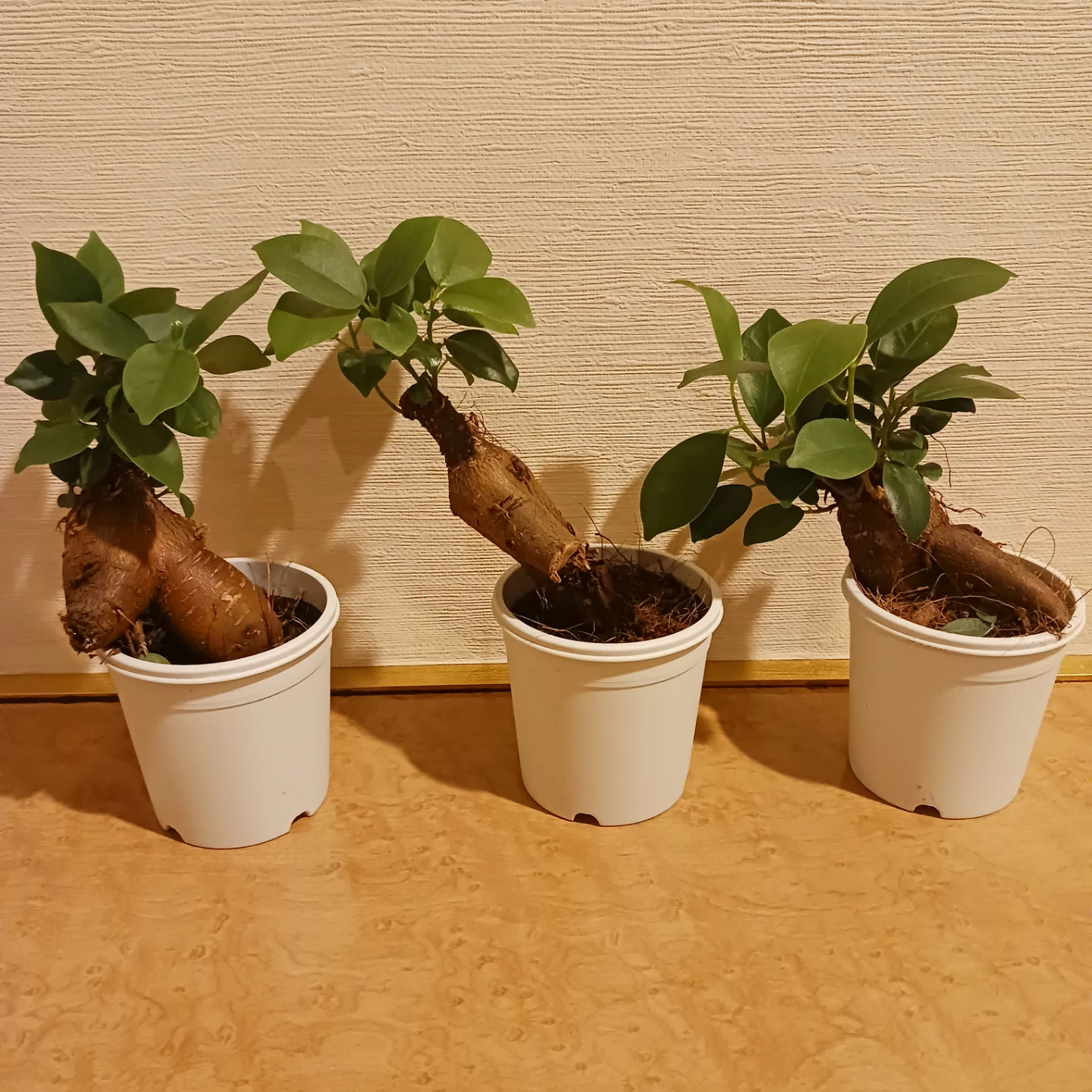 ミニ★ガジュマル　2.5号　観葉植物　ニンジンガジュマル　