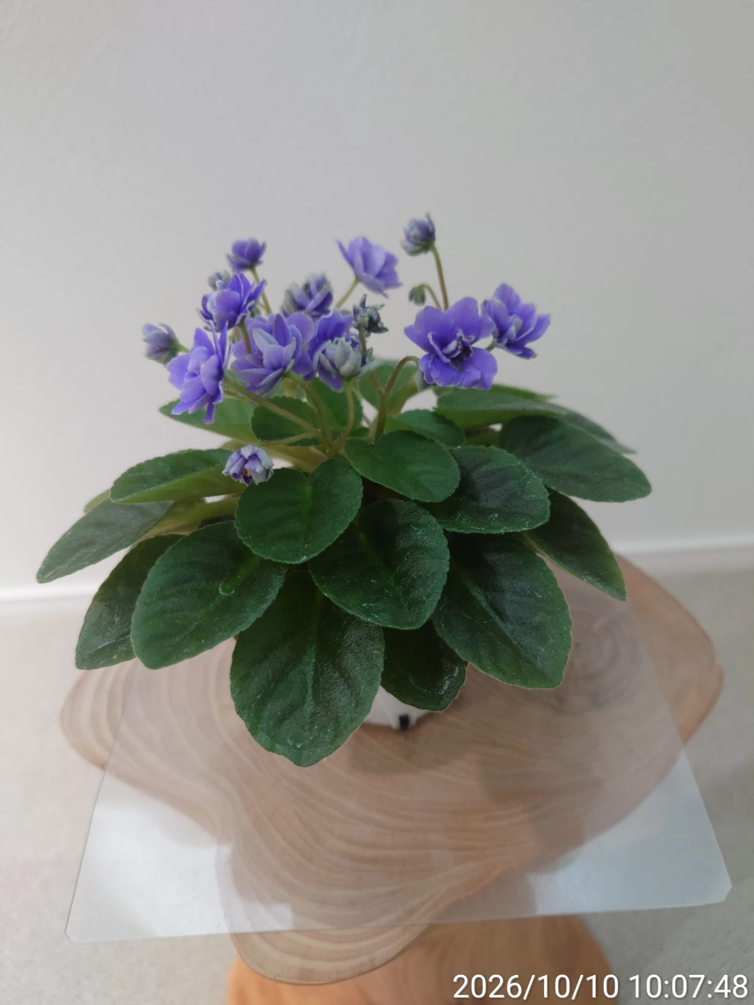 セントポーリア 鉢植え 紫の花 八重咲きの写真2枚目