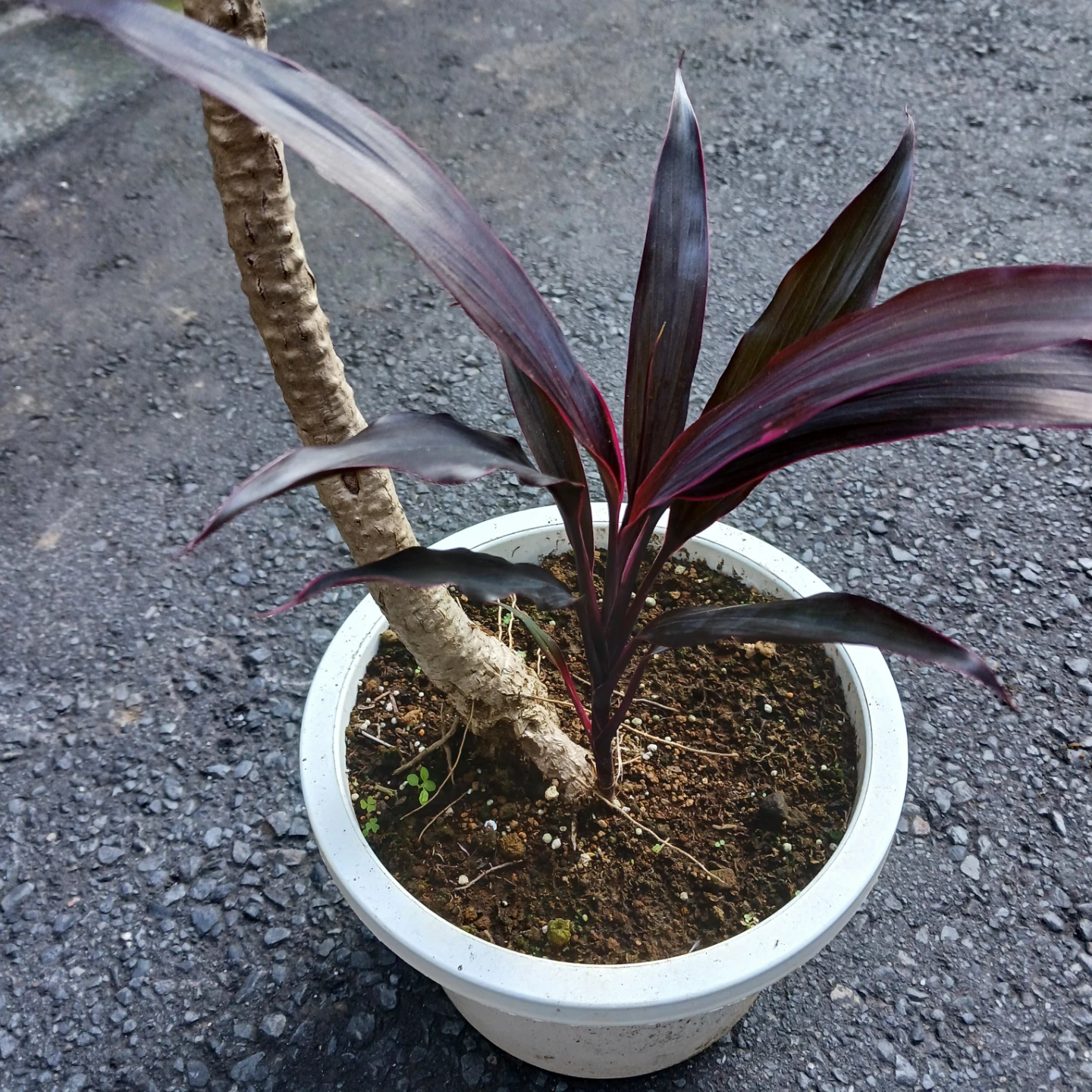 まとめ割り対象★コルジリネ アイチアカ　8号　観葉植物の写真5枚目