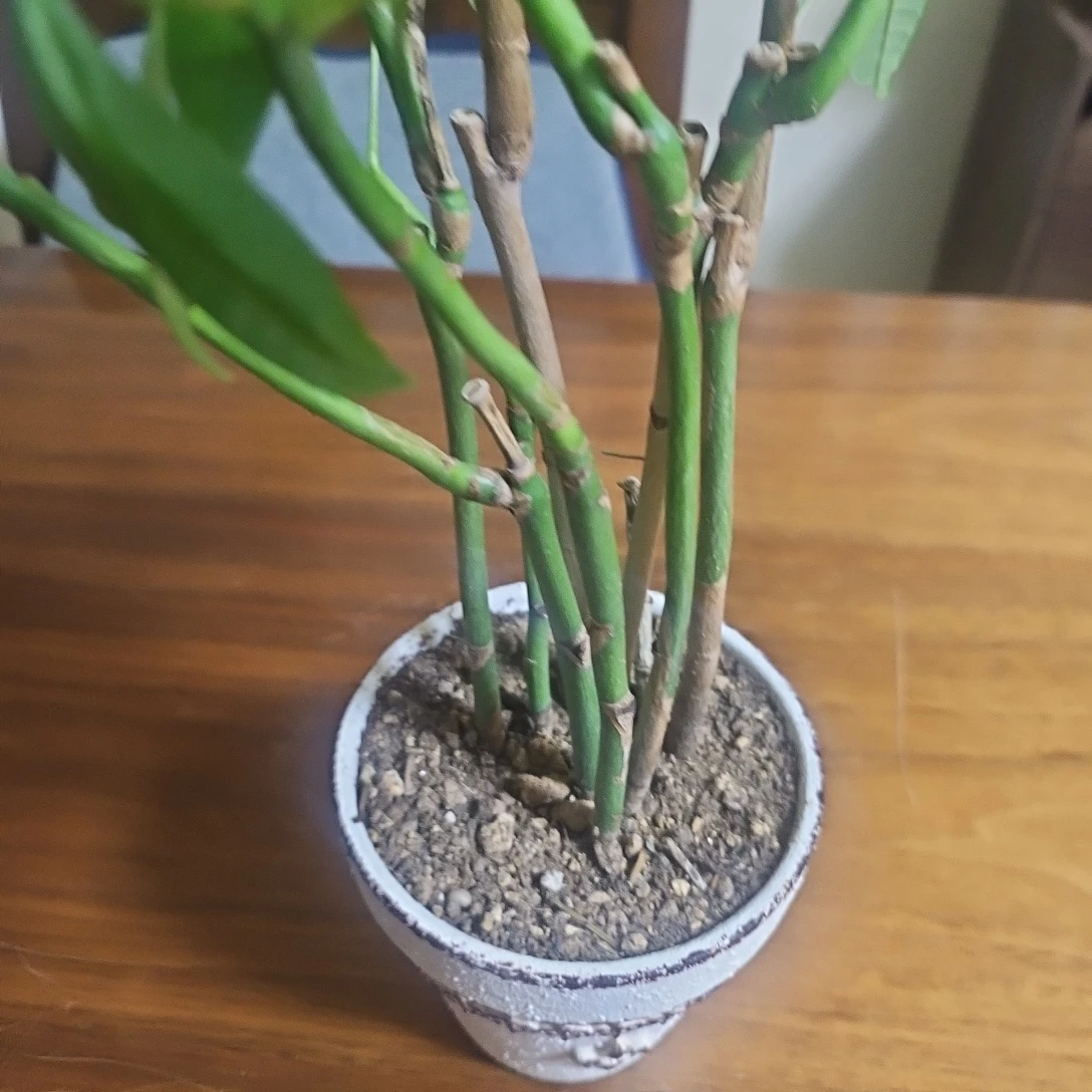◽パキラ◽観葉植物◽7本立ちの写真2枚目