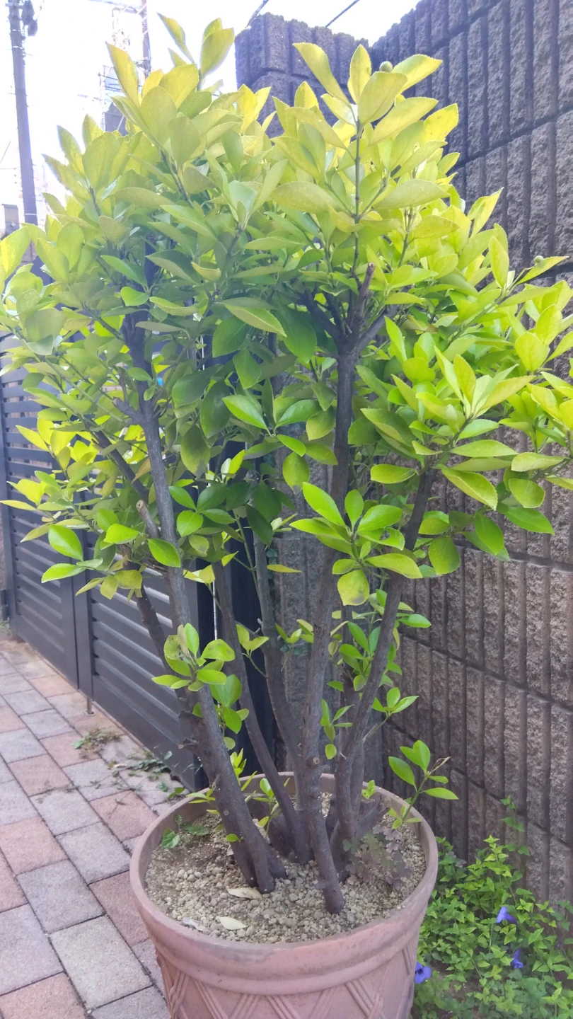 鉢植え観葉植物   黄金マサキの写真2枚目