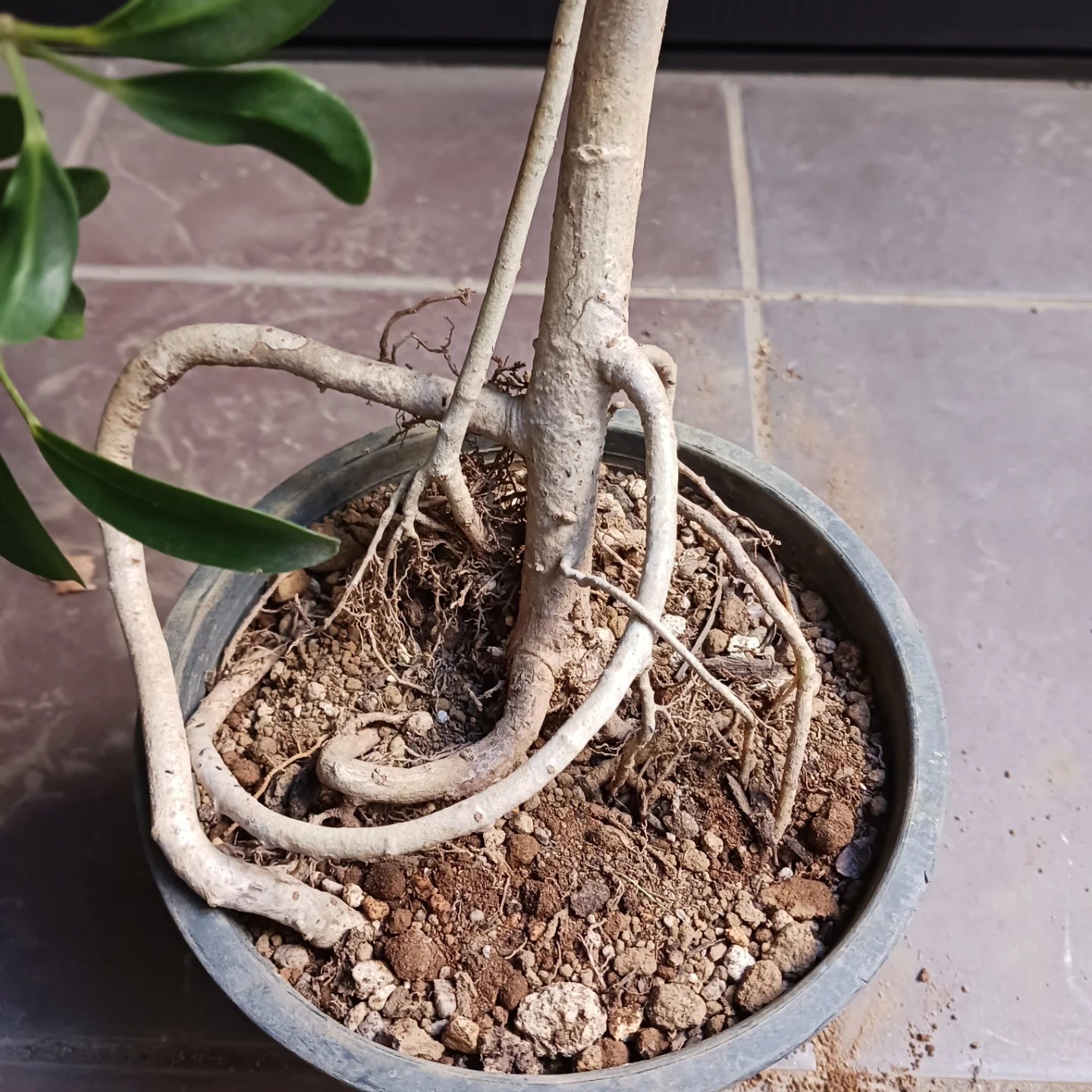 13 シェフレラ　コンパクタ　5号　観葉植物　クイーン　ホンコンの写真7枚目