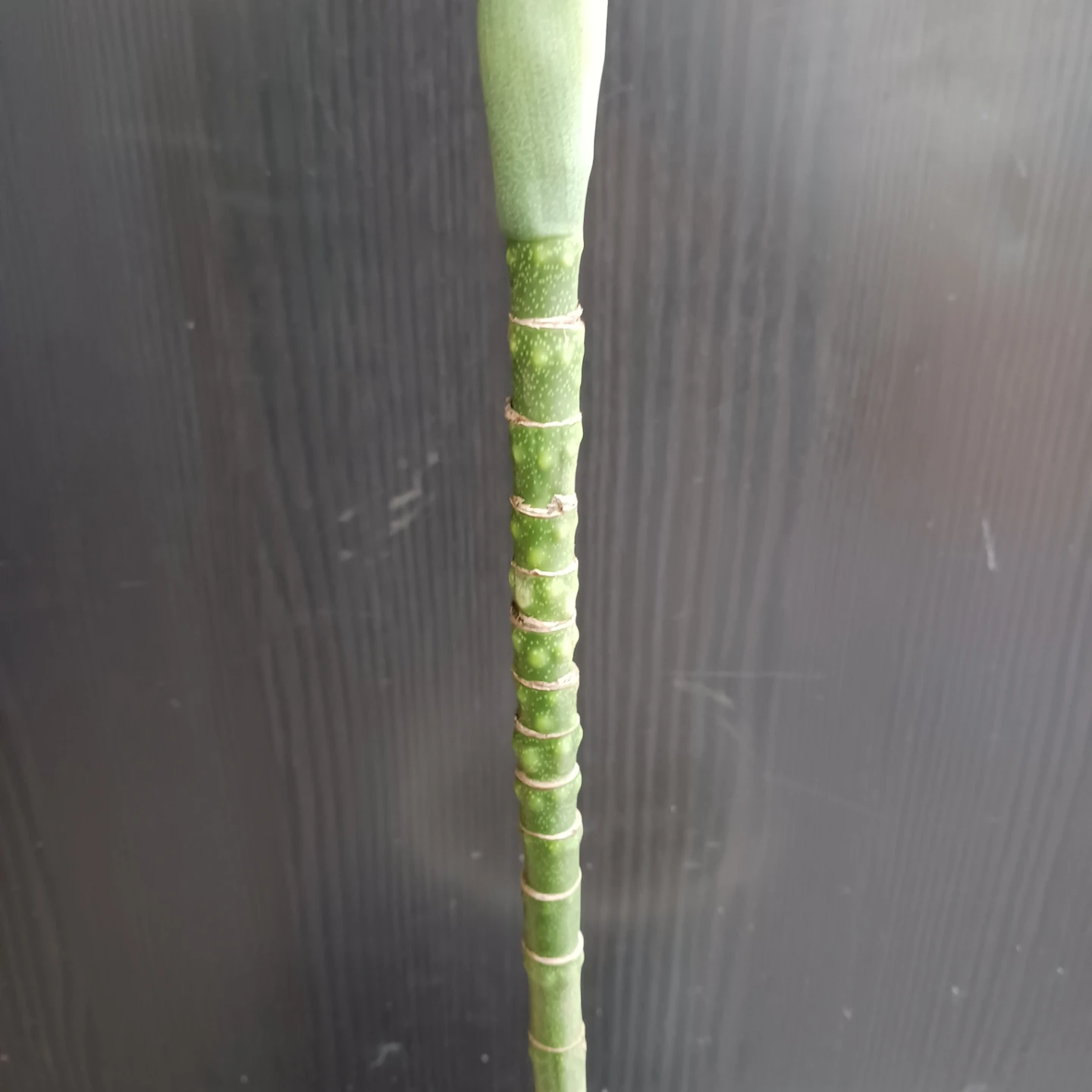 まとめ買い対象★レア★3 テネラ　根上がり 6号　ヤシ　観葉植物の写真4枚目