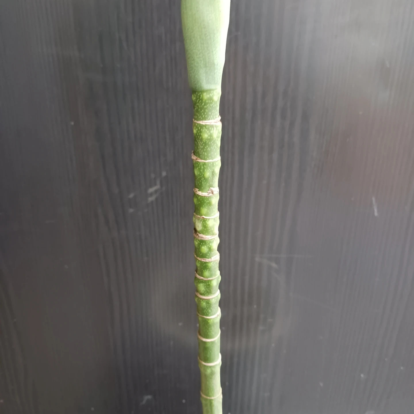まとめ買い対象★レア★3 テネラ 根上がり 6号 ヤシ 観葉植物の写真4枚目