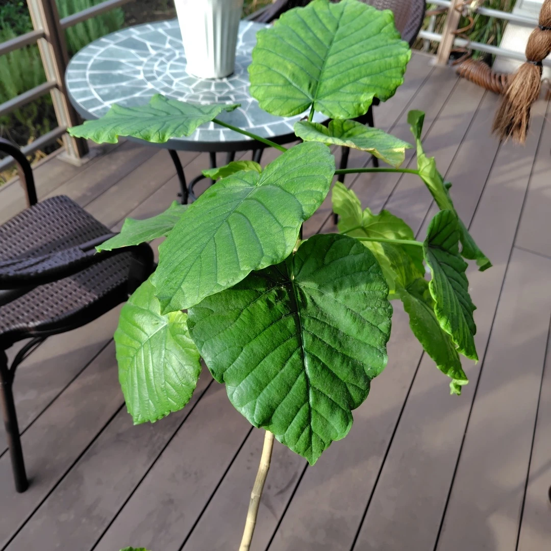 ウンベラータ 観葉植物 白鉢付きの写真3枚目