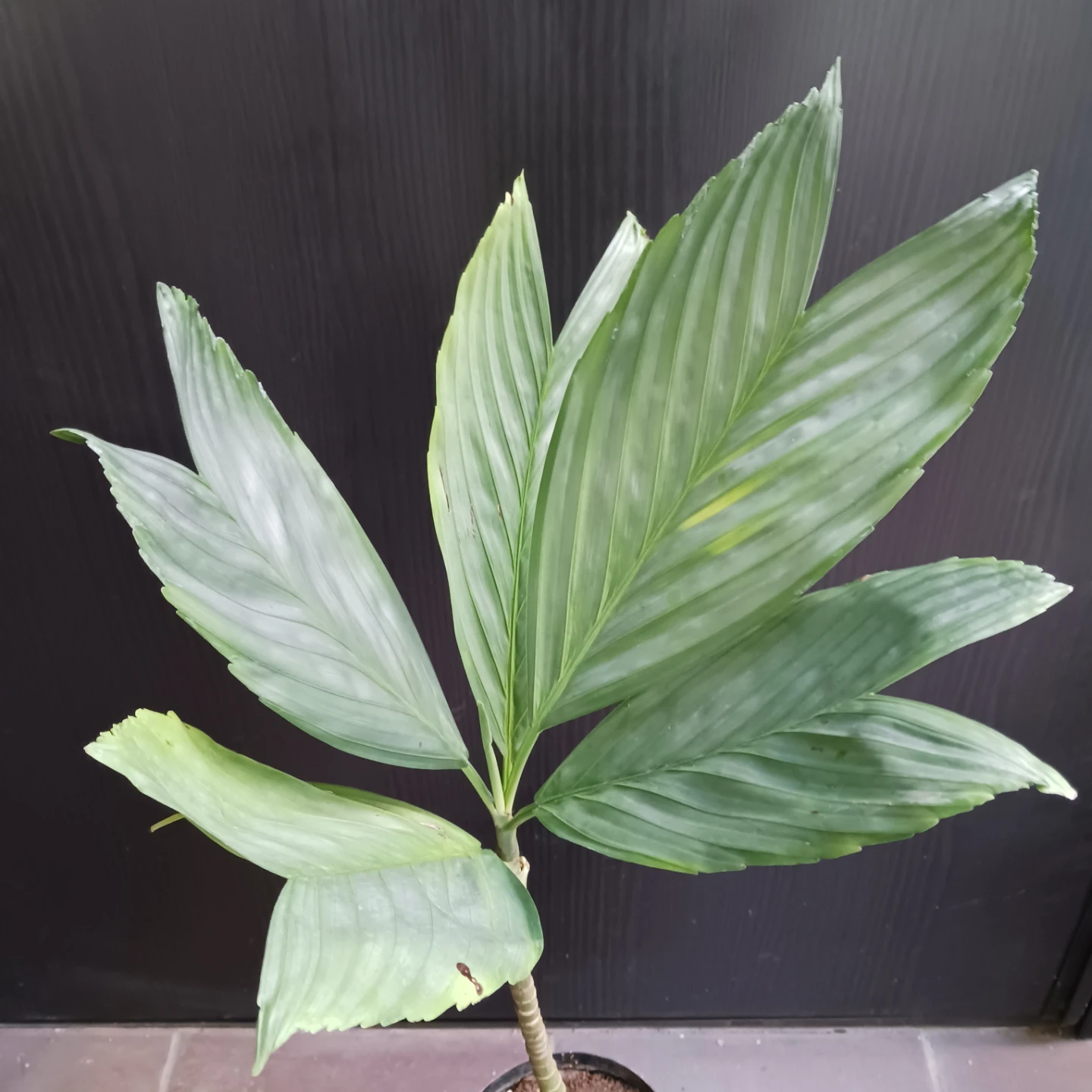 まとめ買い対象★レア★7 テネラ　5号相当　ヤシ　観葉植物の写真6枚目
