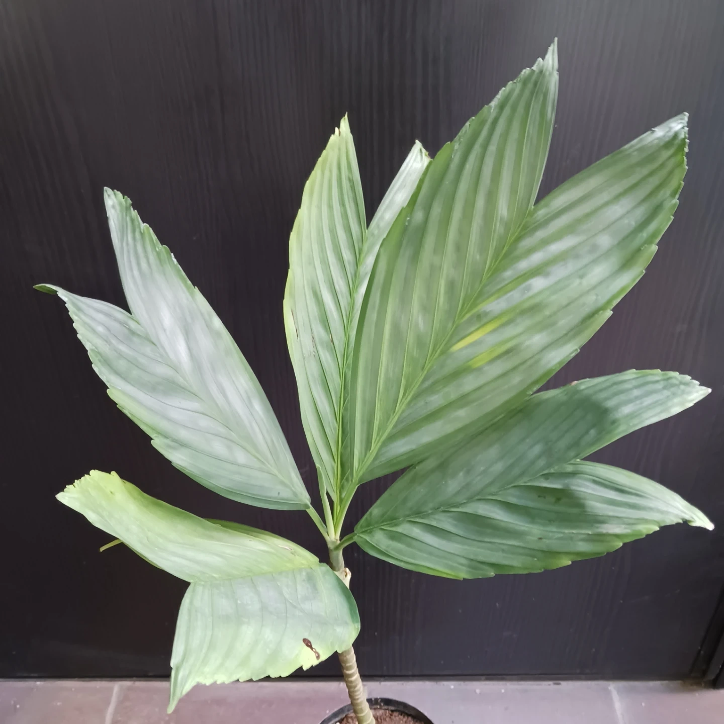 まとめ買い対象★レア★7 テネラ 5号相当 ヤシ 観葉植物の写真6枚目