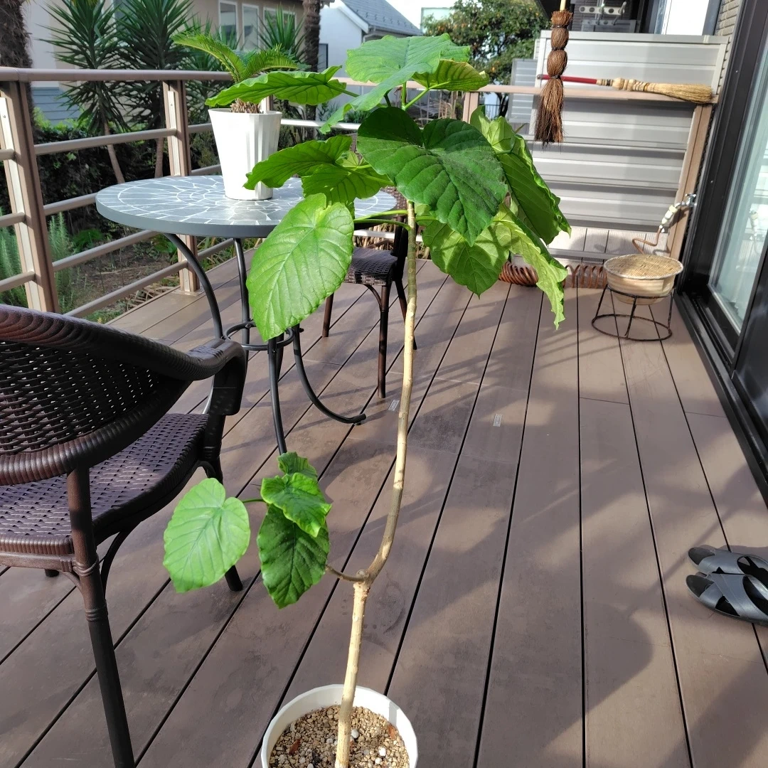 ウンベラータ 観葉植物 白鉢付きの写真2枚目