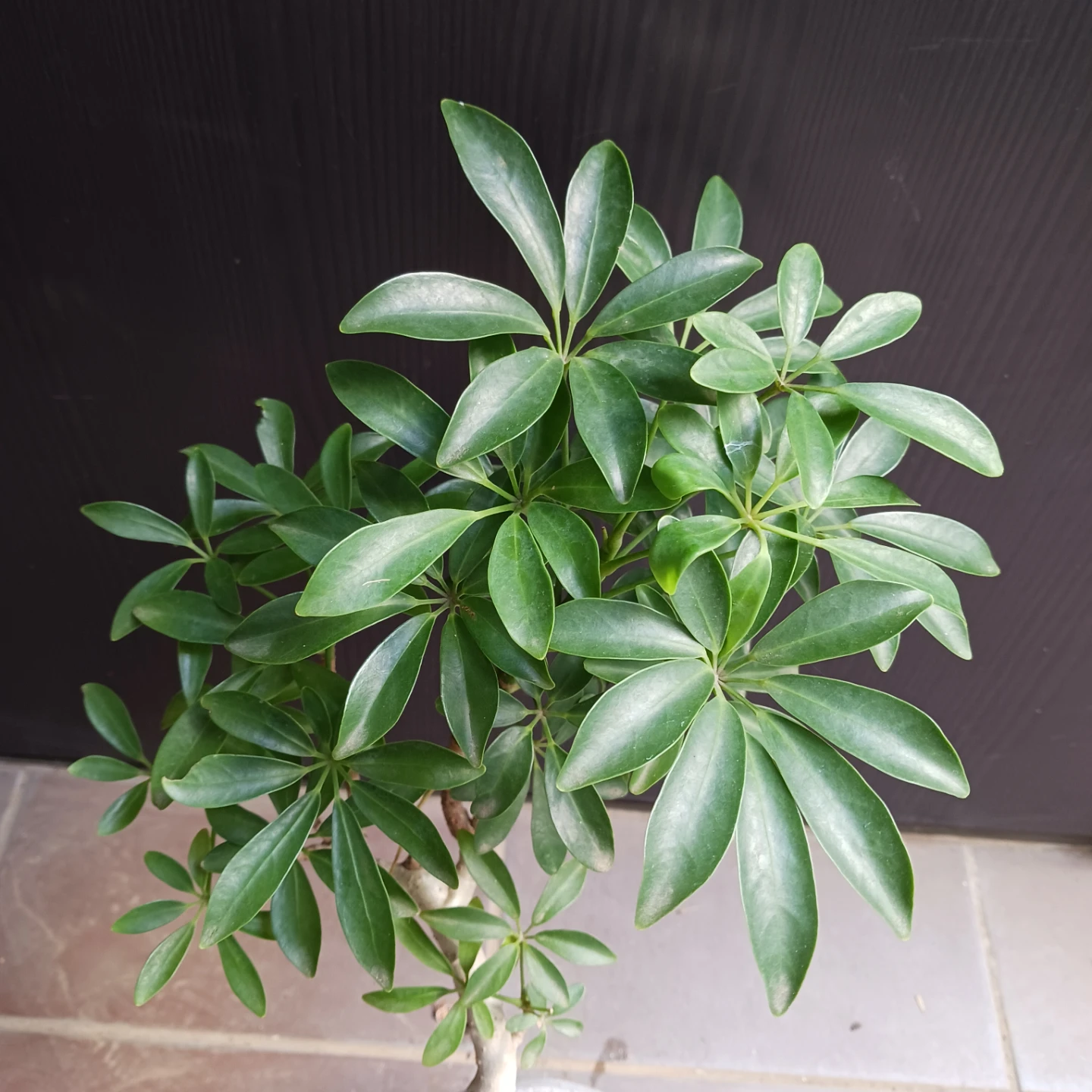 シェフレラコンパクタ　5号相当　観葉植物の写真4枚目
