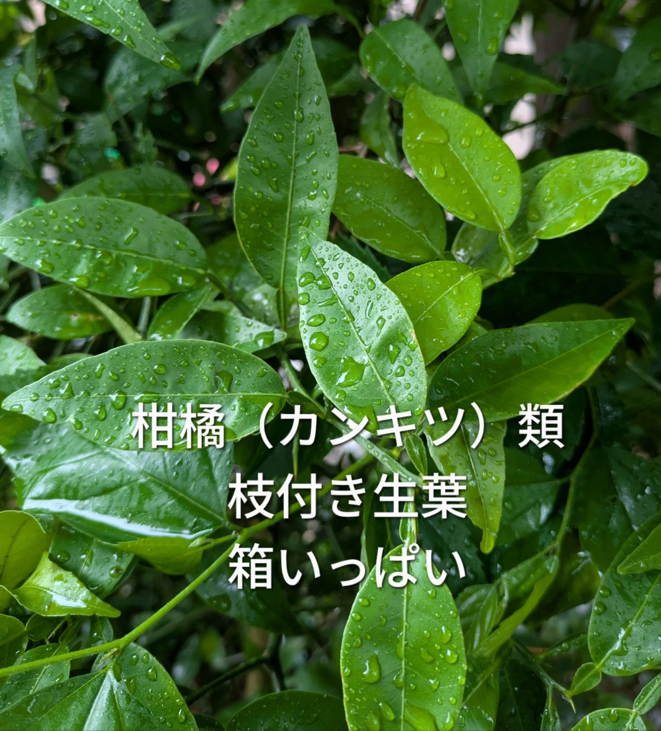 柑橘の葉 金柑 蜜柑 夏蜜柑 柚子 枝付 ほぼ棘なし