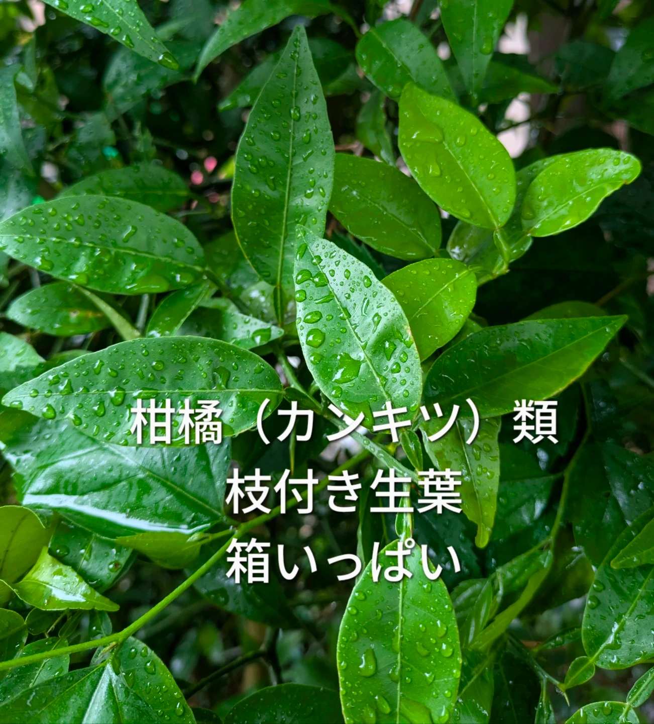 柑橘の葉 金柑 蜜柑 夏蜜柑 柚子 枝付 ほぼ棘なし