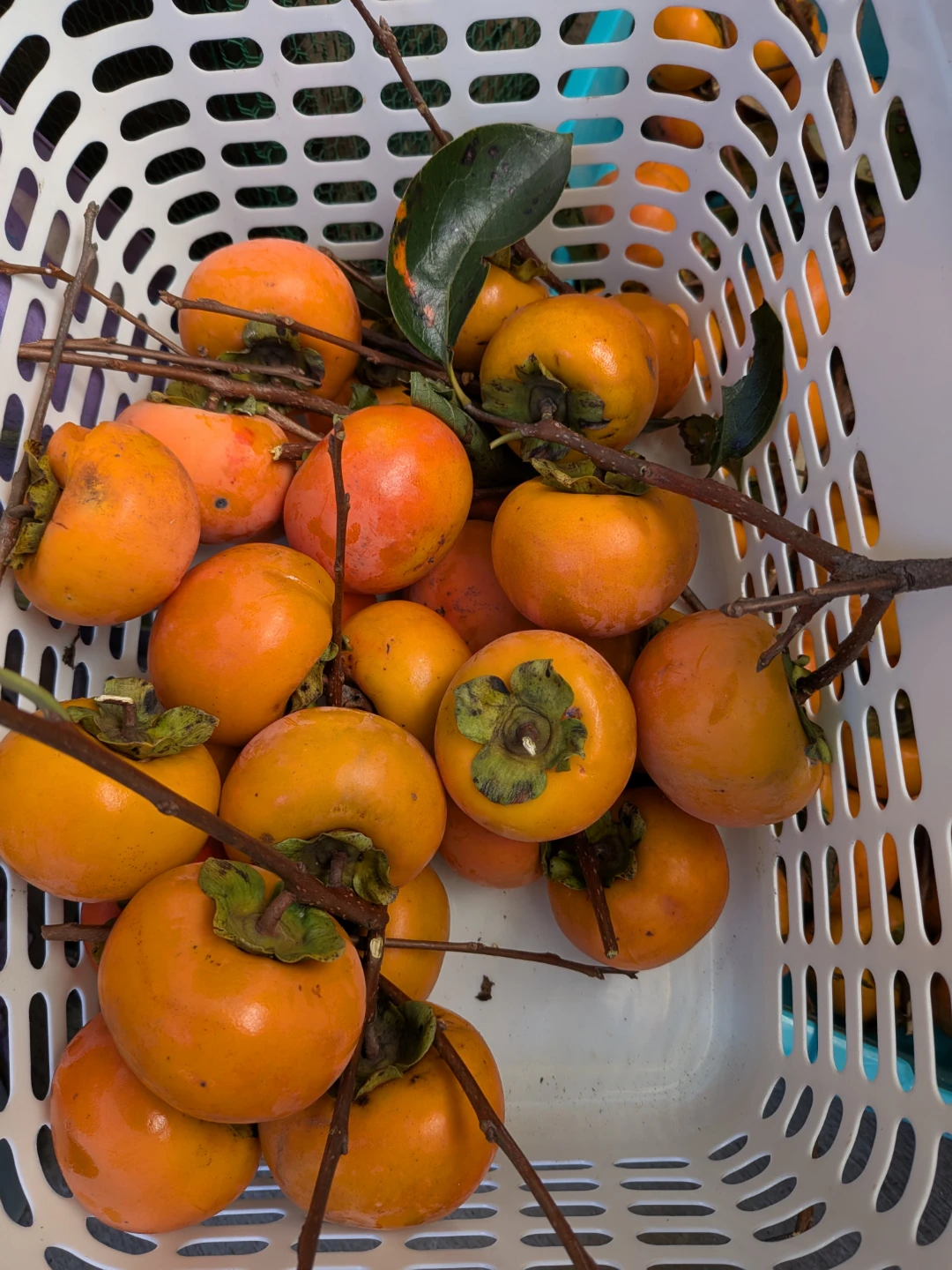 新鮮な柿 枝付き まとめ売り