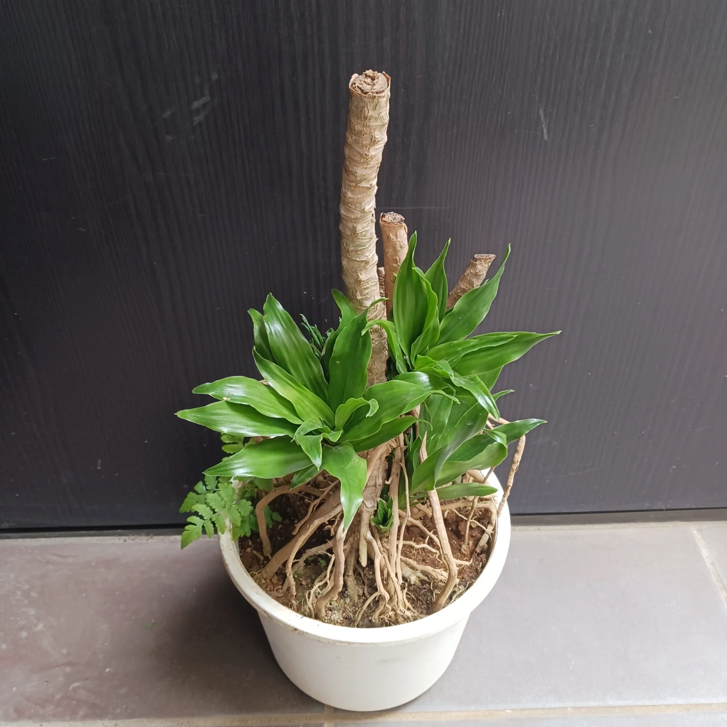 まとめ割り対象★ドラセナ コンパクタ 6号 観葉植物