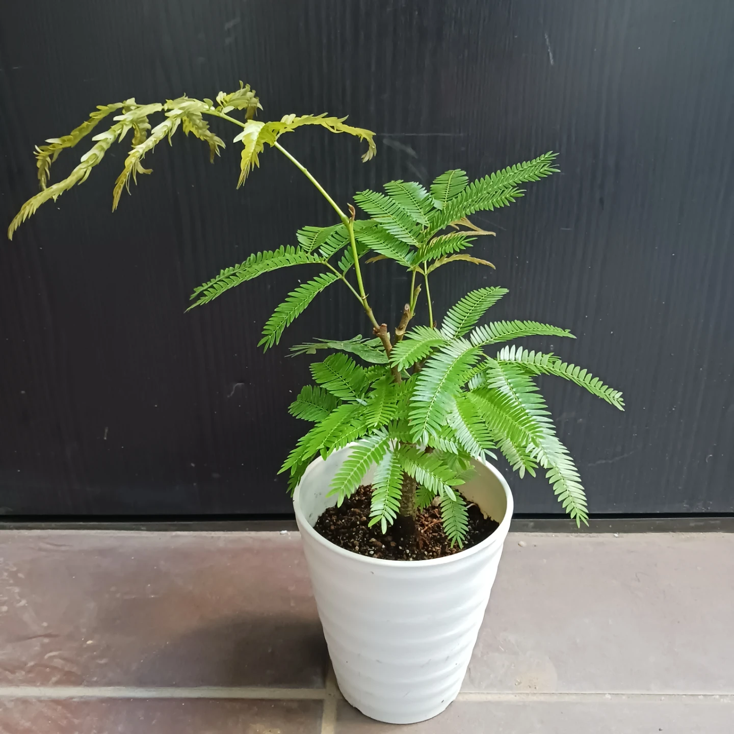 エバーフレッシュ　4号　観葉植物
