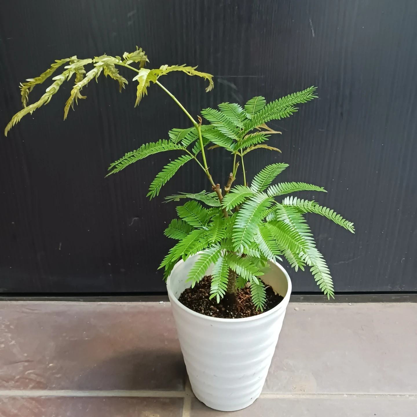 エバーフレッシュ 4号 観葉植物