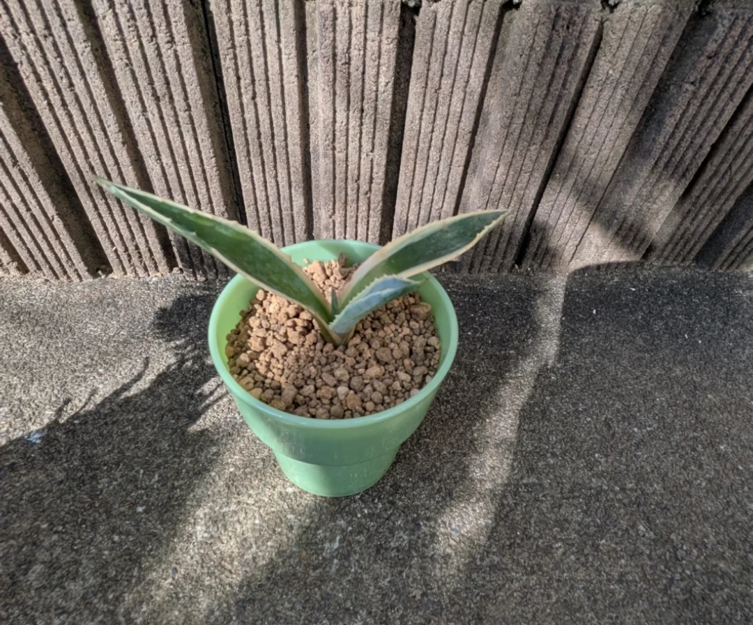 観葉植物　　 アガベ　ソテツ　子株　3セットの写真3枚目