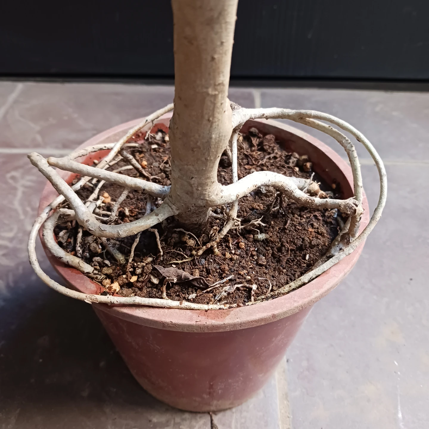 15 シェフレラ　コンパクタ　5号　ホンコン　観葉植物　クイーンの写真9枚目