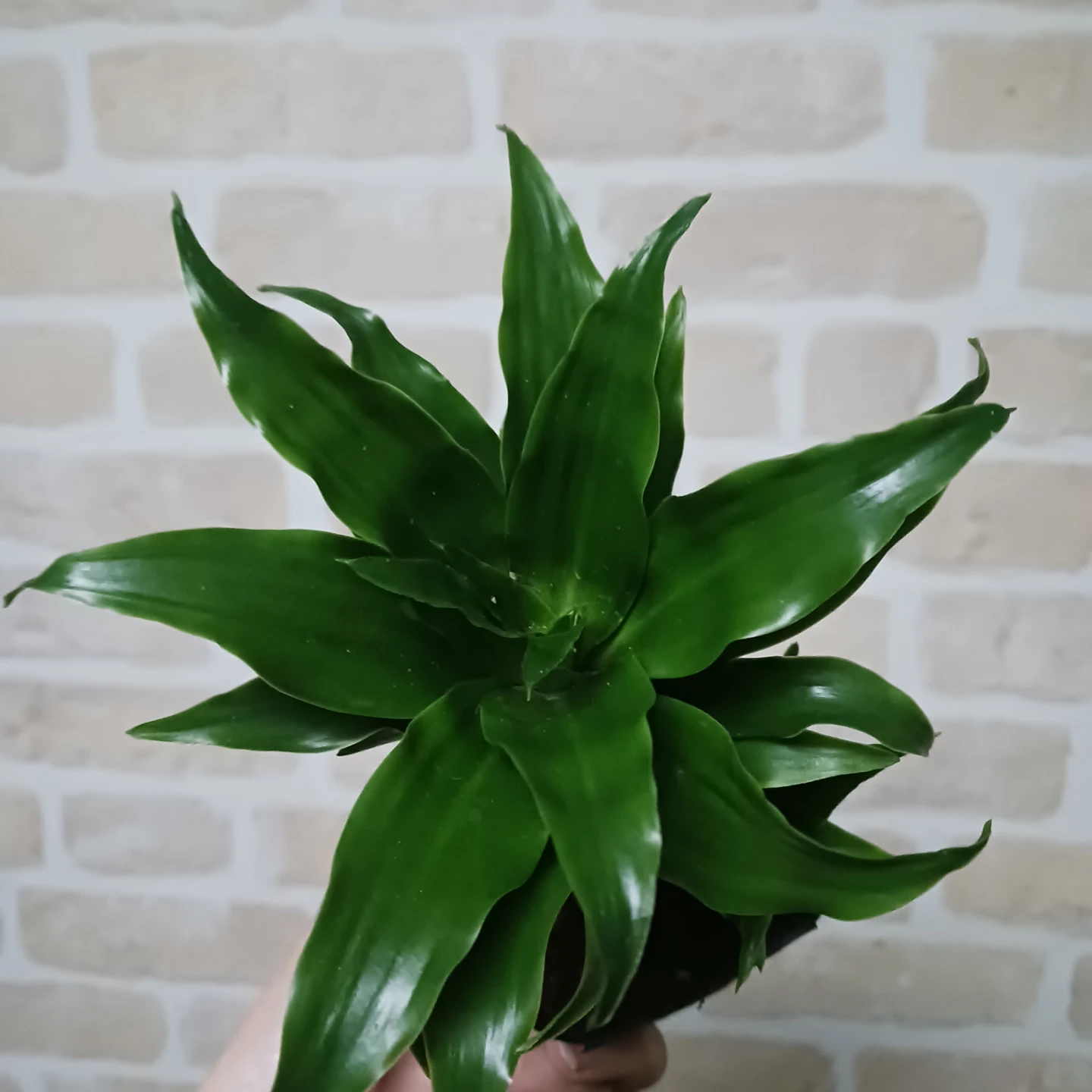 ドラセナ コンパクタ 3号 ポット苗　観葉植物の写真4枚目