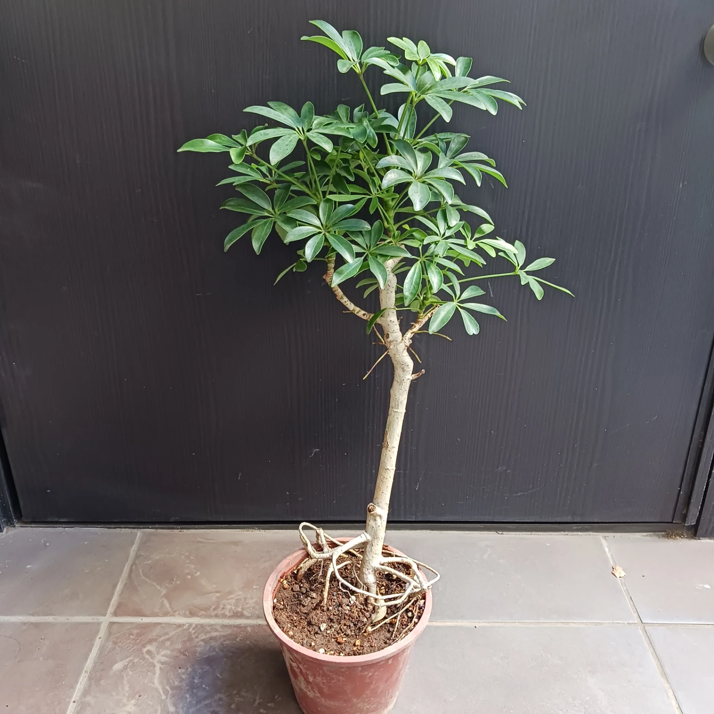 15 シェフレラ　コンパクタ　5号　ホンコン　観葉植物　クイーンの写真4枚目
