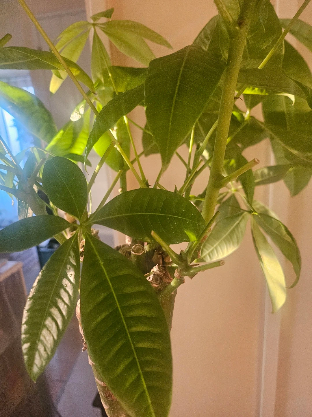 ◽大型パキラ◽編み込み◽観葉植物の写真3枚目