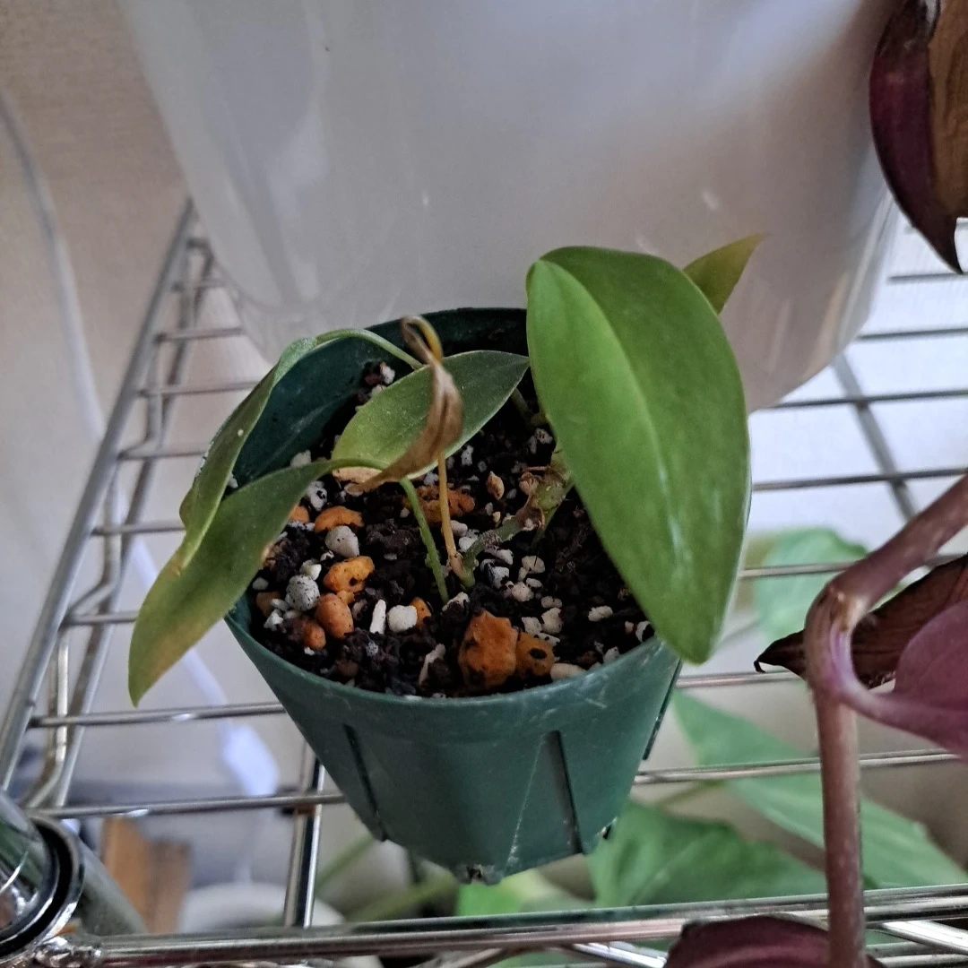 ネクタイ観葉植物 苗 鉢植え