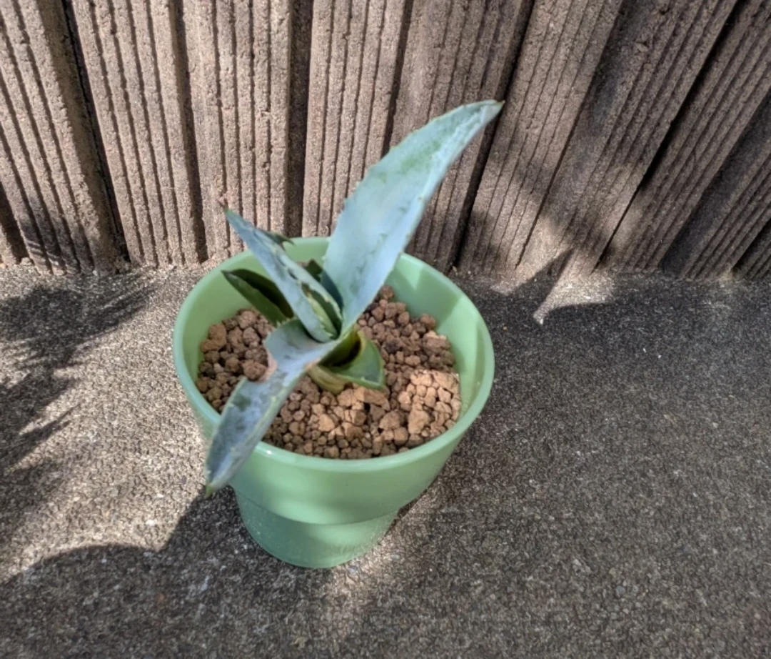 観葉植物 アガベ ソテツ 子株 3セットの写真4枚目