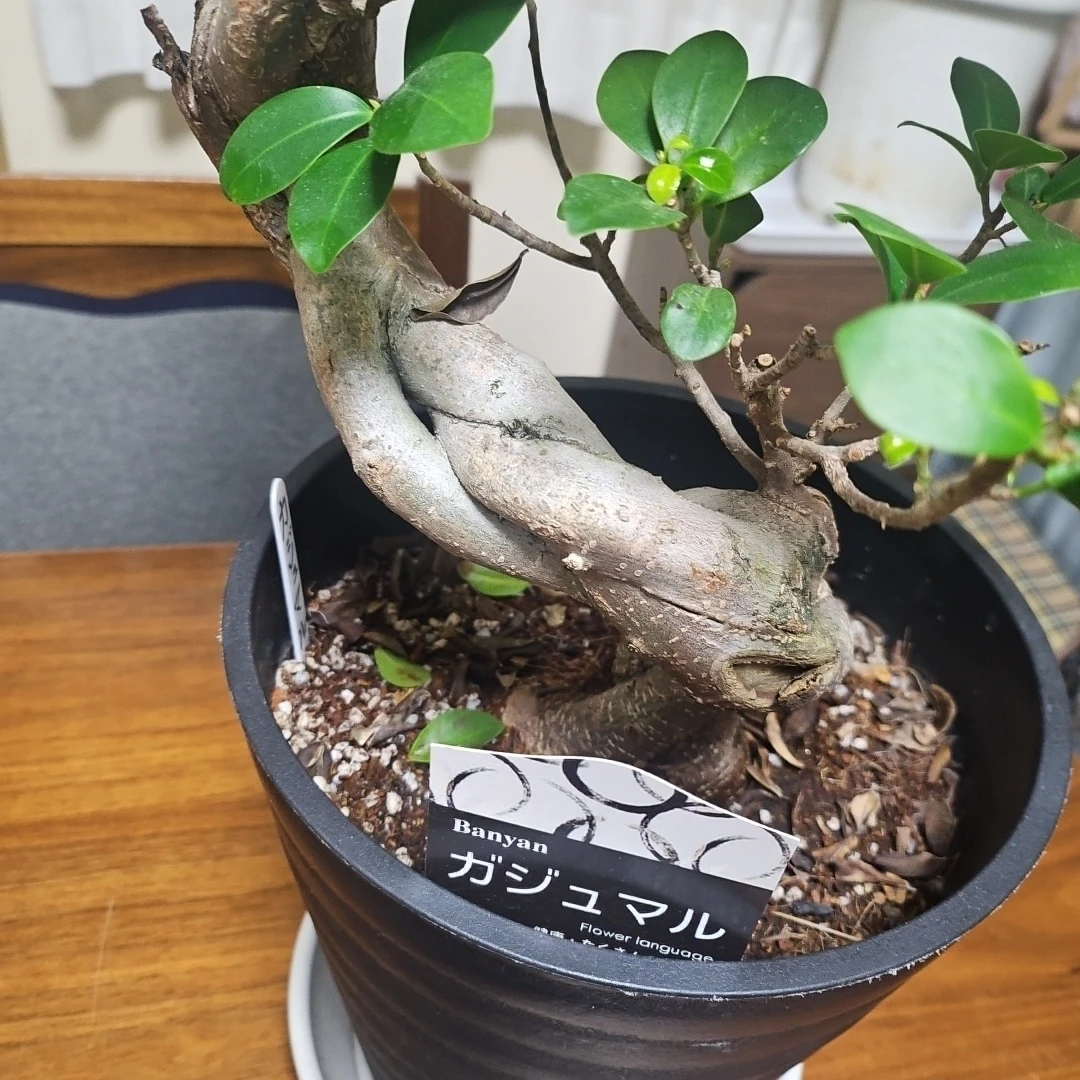 ◽大型ガジュマル◽昇り樹形◽観葉植物◽鉢植えの写真10枚目