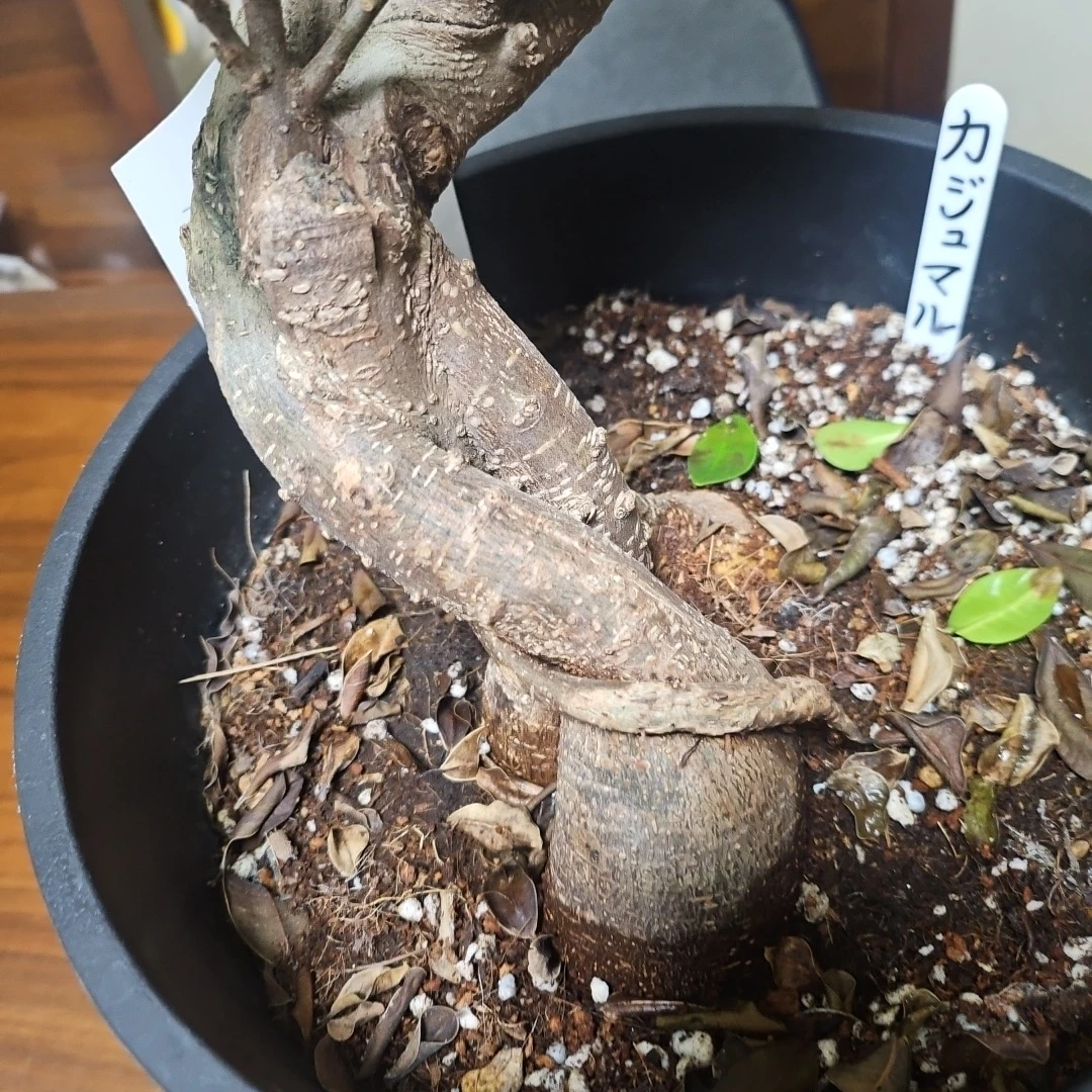 ◽大型ガジュマル◽昇り樹形◽観葉植物◽鉢植えの写真8枚目