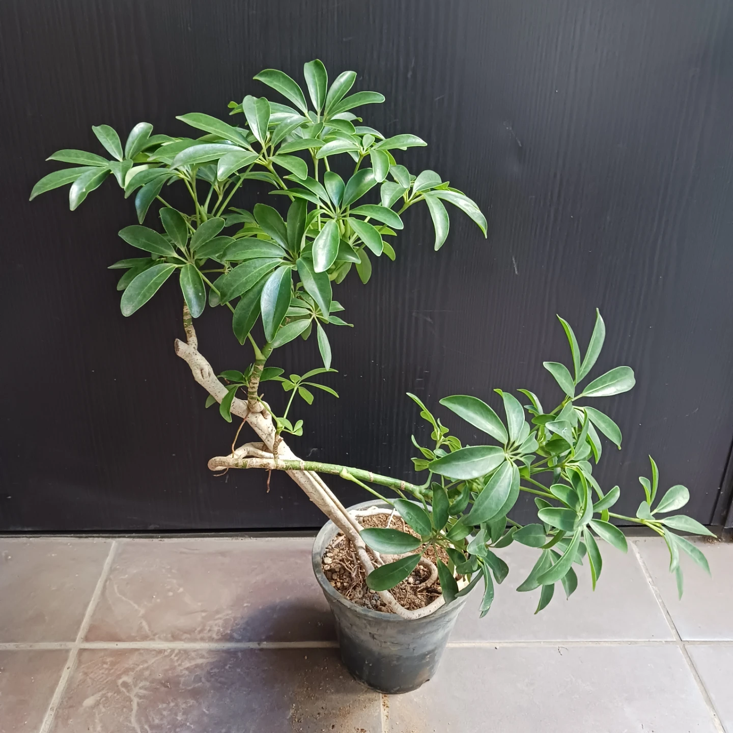 13 シェフレラ　コンパクタ　5号　観葉植物　クイーン　ホンコンの写真4枚目