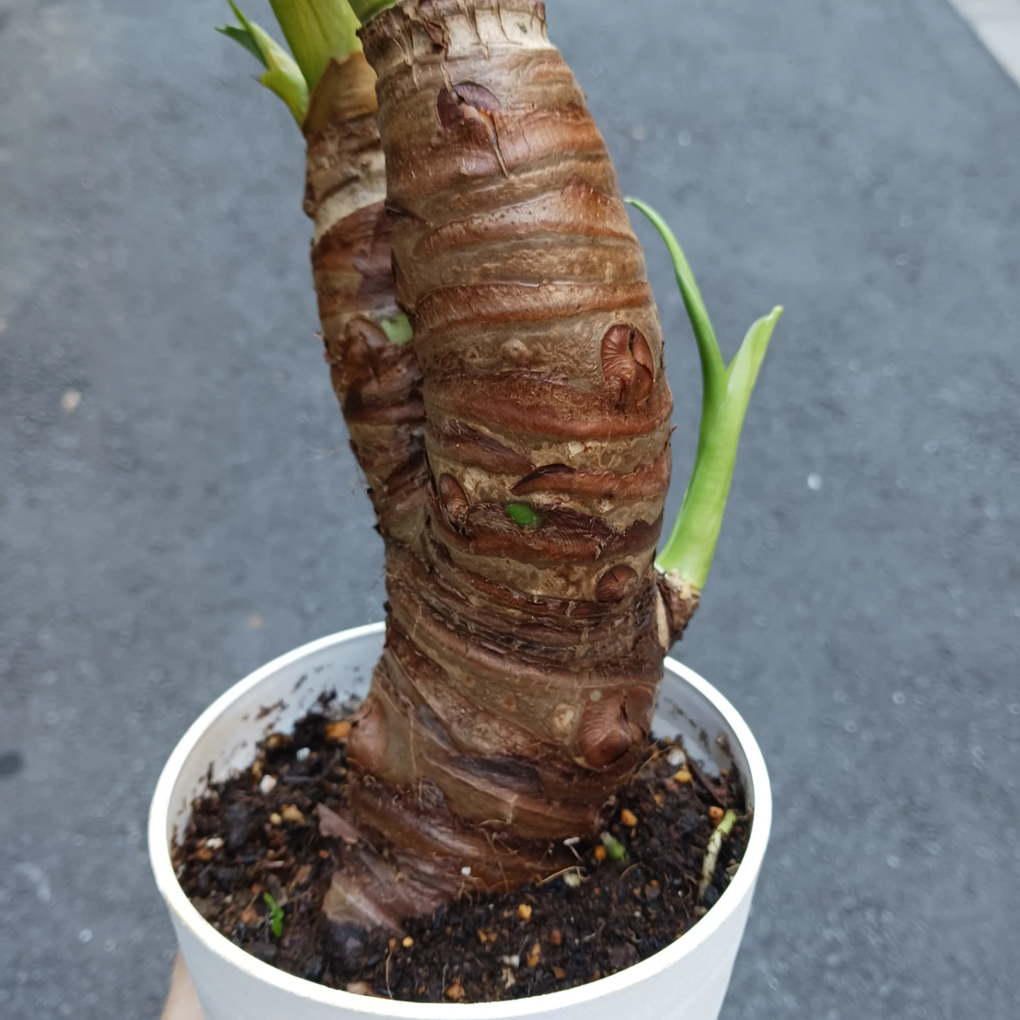 クワズイモ　4号　観葉植物　アロカシア　オドラの写真6枚目