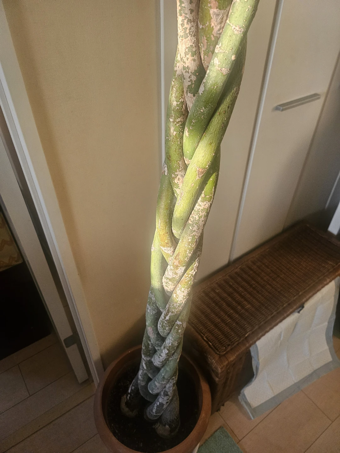 ◽大型パキラ◽編み込み◽観葉植物の写真5枚目