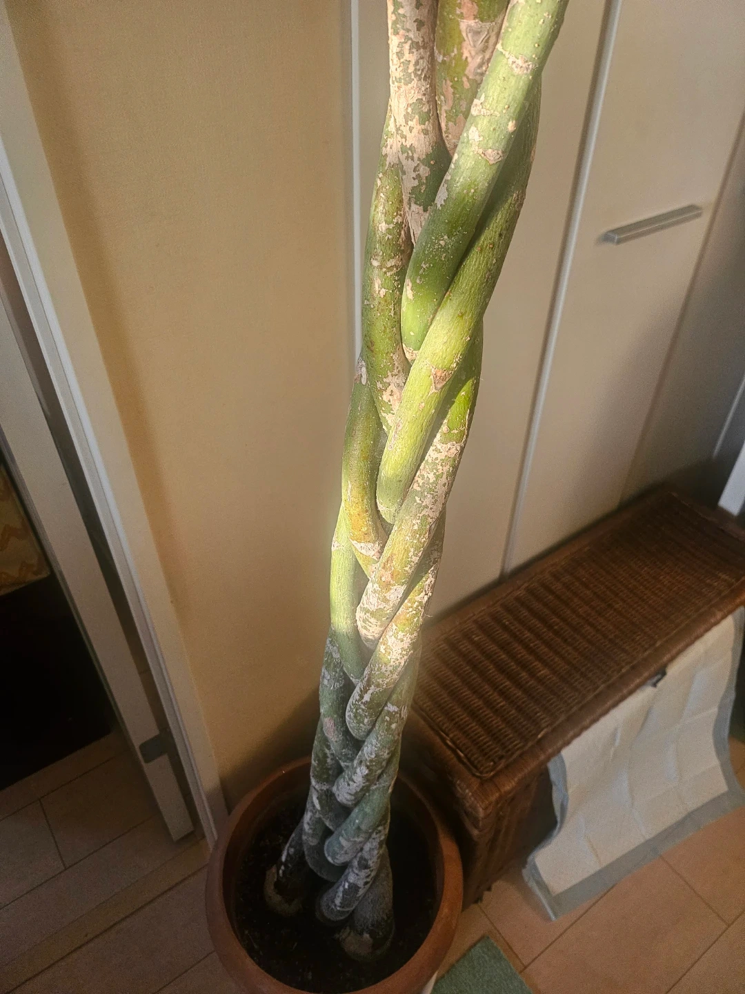 ◽大型パキラ◽編み込み◽観葉植物の写真5枚目