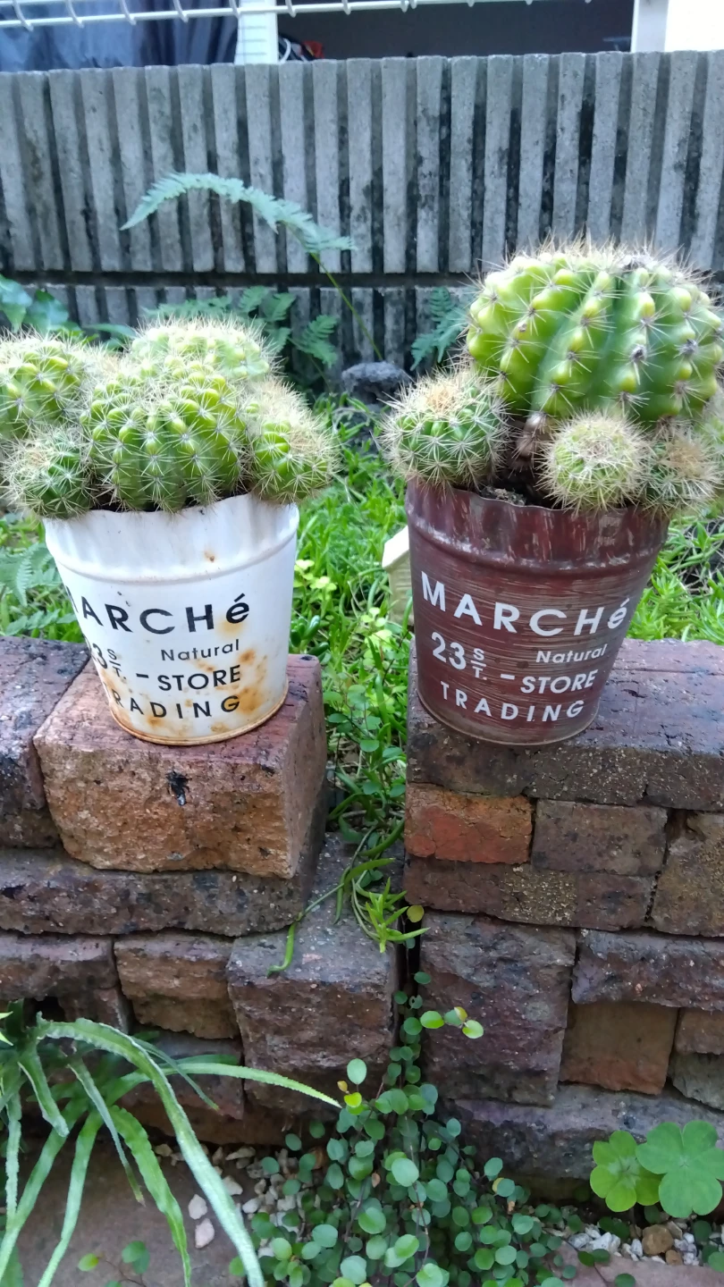 観葉植物  サボテン 赤缶白缶