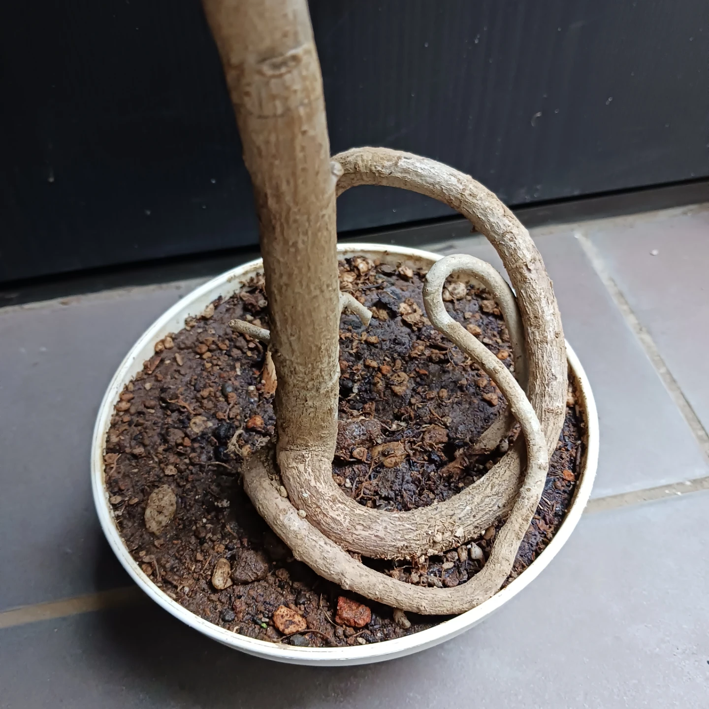 シェフレラ コンパクタ　5号　観葉植物の写真9枚目