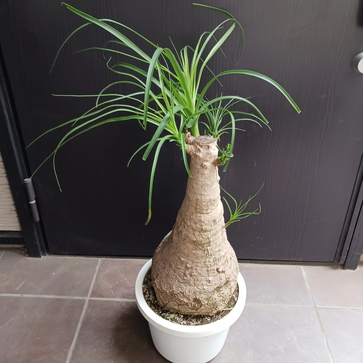 迫力ある★ノリナ　8号　トックリラン　観葉植物の写真2枚目