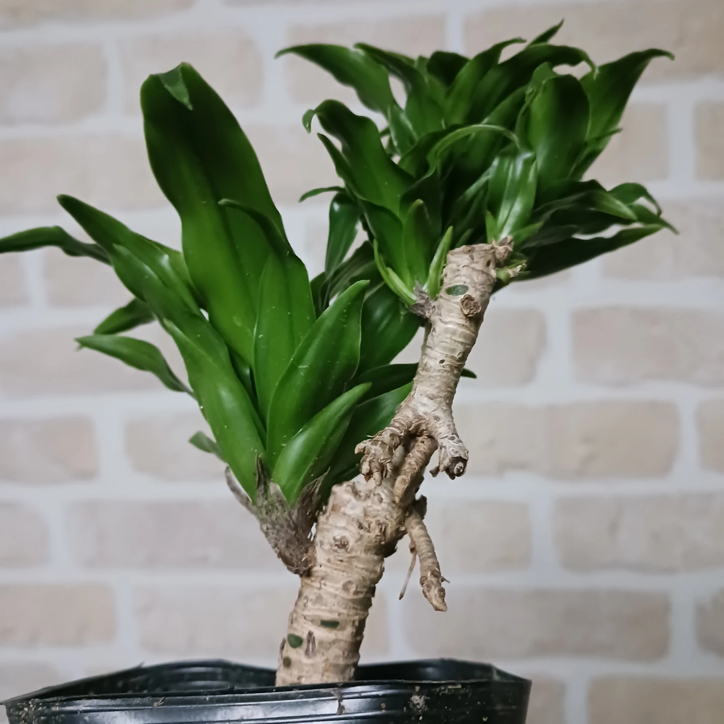 ドラセナコンパクタ　3号ポット苗　観葉植物の写真6枚目
