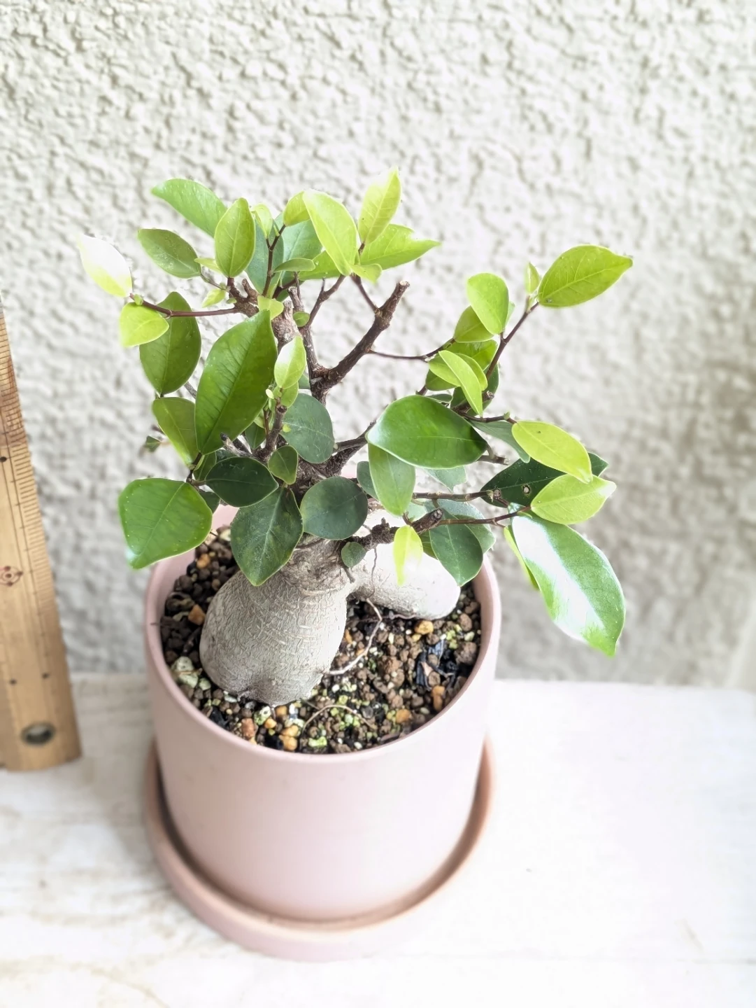 ガジュマル  観葉植物 陶器鉢