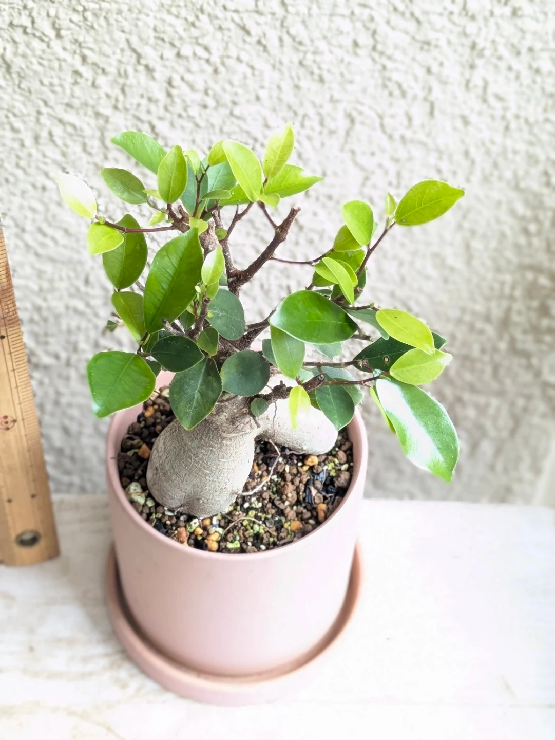 ガジュマル 観葉植物 陶器鉢