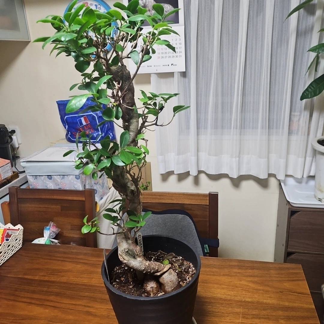 ◽大型ガジュマル◽昇り樹形◽観葉植物◽鉢植えの写真6枚目