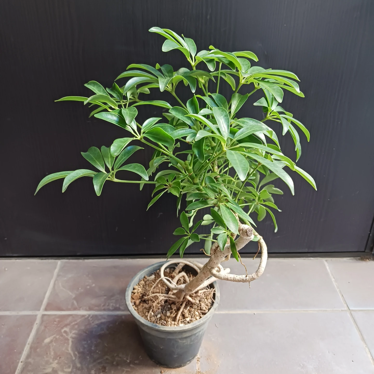 13 シェフレラ　コンパクタ　5号　観葉植物　クイーン　ホンコンの写真3枚目